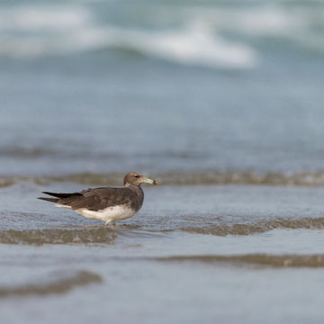 Sooty Gull