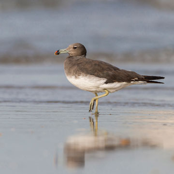 Sooty Gull