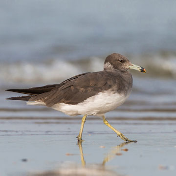 Sooty Gull