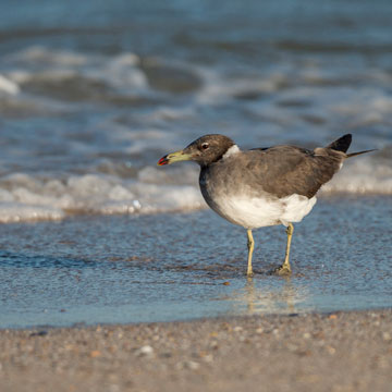 Sooty Gull