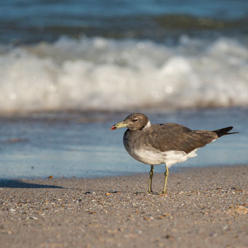 Sooty Gull