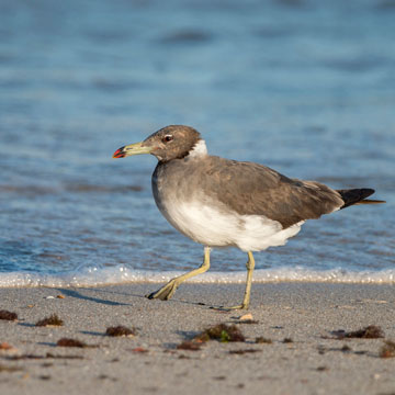 Sooty Gull