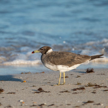 Sooty Gull