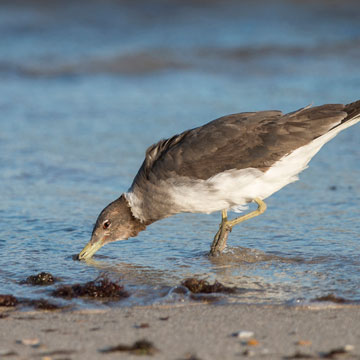 Sooty Gull