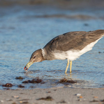 Sooty Gull