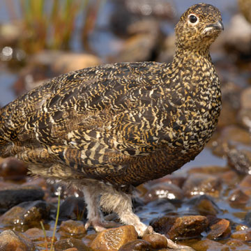 Schottisches Moorschneehuhn