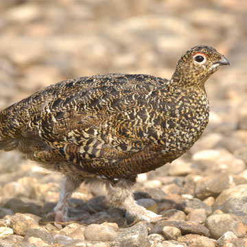 Schottisches Moorschneehuhn