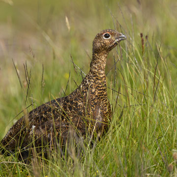 Schottisches Moorschneehuhn