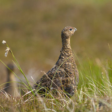 Schottisches Moorschneehuhn