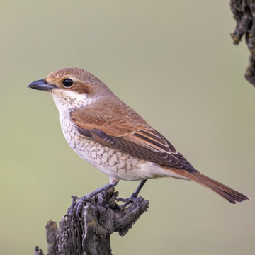 Red-backed Shrike