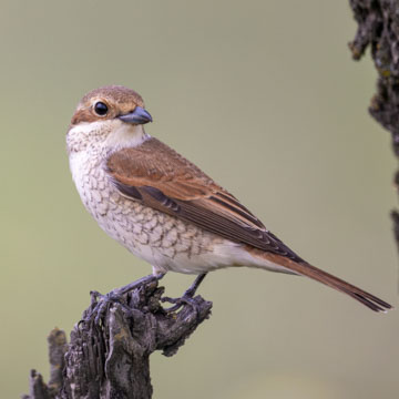 Red-backed Shrike