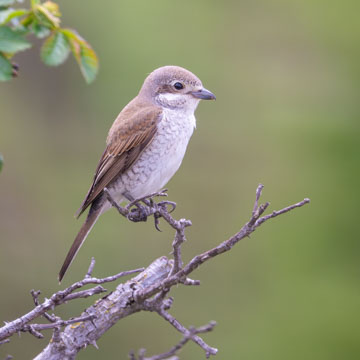 Red-backed Shrike