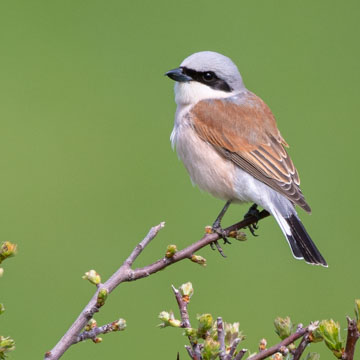 Red-backed Shrike