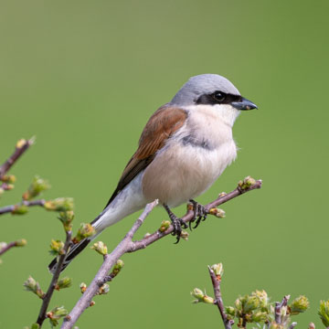 Red-backed Shrike