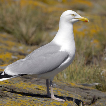 European Herring Gull