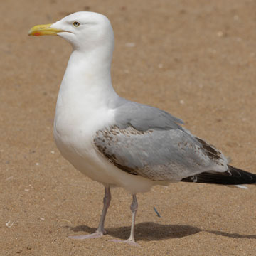 European Herring Gull