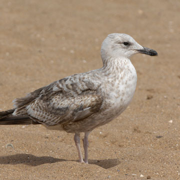 European Herring Gull