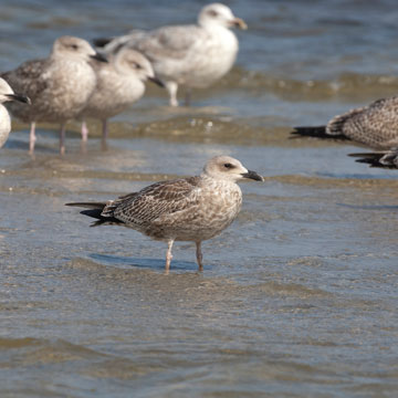 European Herring Gull