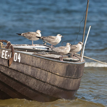 European Herring Gull