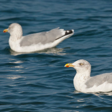 European Herring Gull