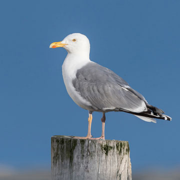 European Herring Gull