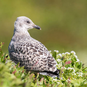 European Herring Gull