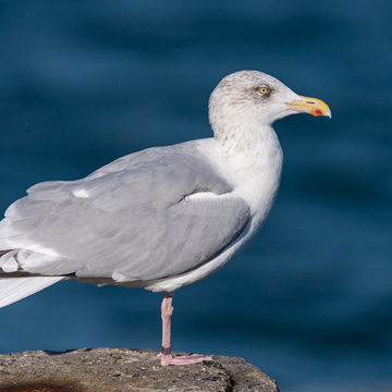 European Herring Gull