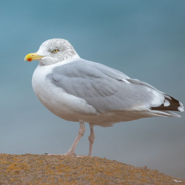 European Herring Gull