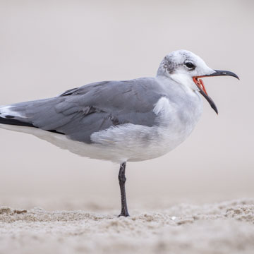 Laughing Gull