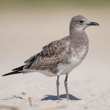 Laughing Gull