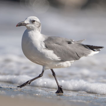 Laughing Gull