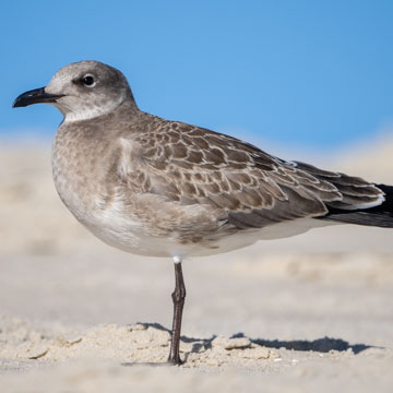 Laughing Gull