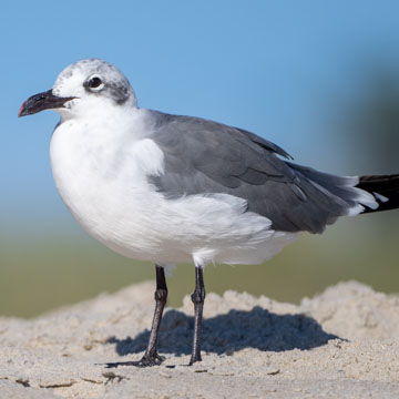 Laughing Gull