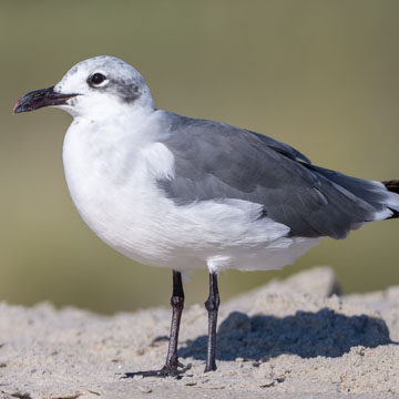 Laughing Gull