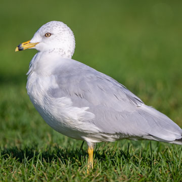 Ring-billed Gull