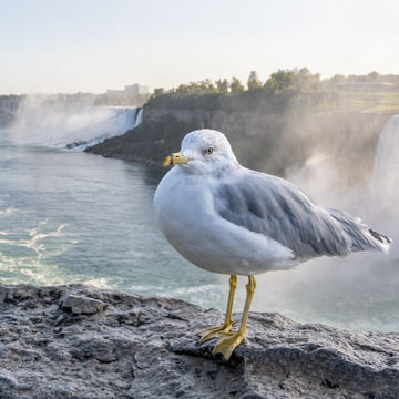 Ring-billed Gull