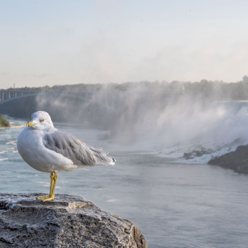 Ring-billed Gull