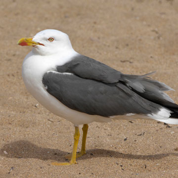 Lesser Black-backed Gull