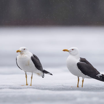 Lesser Black-backed Gull