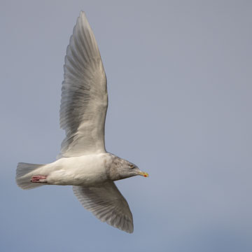 Iceland Gull