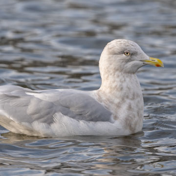 Iceland Gull