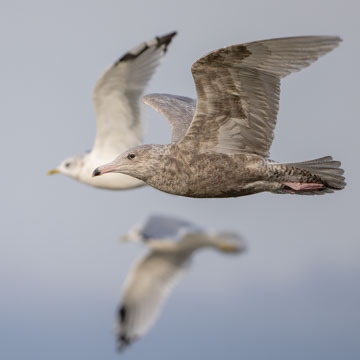 Glaucous Gull