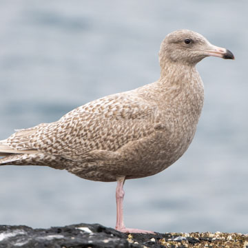 Glaucous Gull