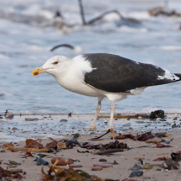 Great Black-backed Gull