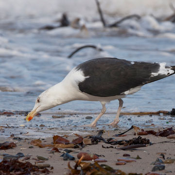 Great Black-backed Gull