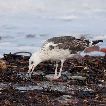 Great Black-backed Gull