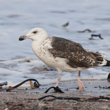 Great Black-backed Gull