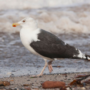 Great Black-backed Gull