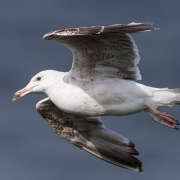 Great Black-backed Gull