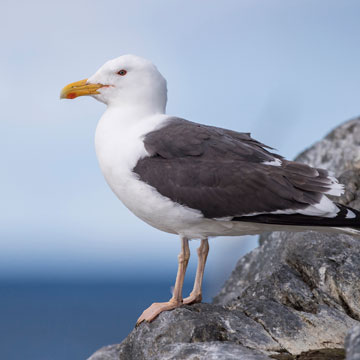 Great Black-backed Gull